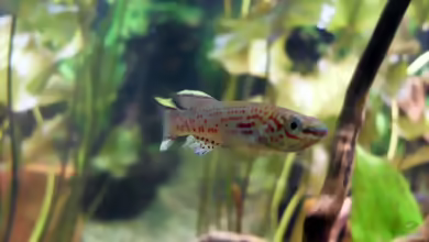Aquarien mit Aphyosemion-Arten