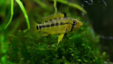 Aquarien mit Apistogramma gossei
