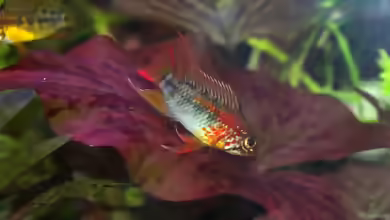 Aquarien mit Apistogramma viejita