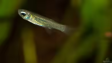 Aquarien mit Aplocheilichthys normani