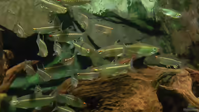 Aquarien mit Arnoldichthys spilopterus