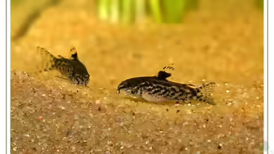 Aquarien mit Aspidoras pauciradiatus