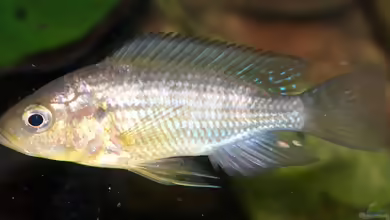 Aquarien mit Astatoreochromis alluaudi
