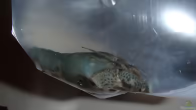 Aquarien mit Atya gabonensis