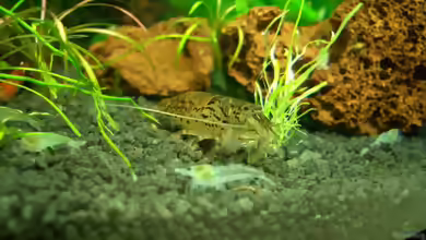 Aquarien mit Atyoida pilipes