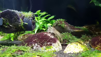 Aquarien mit Atyopsis moluccensis