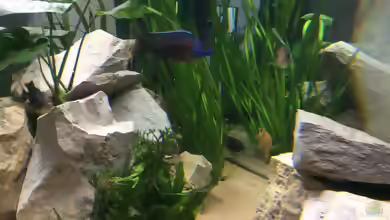 Aquarien mit Aulonocara stuartgranti ´chiloelo´