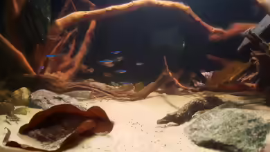 Aquarien mit Axelrodia riesei