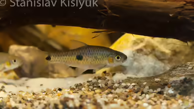 Aquarien mit Barbus trispilos