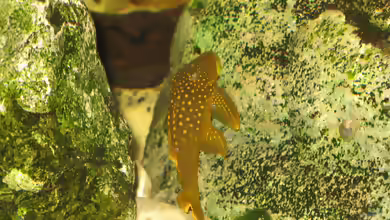 Aquarien mit Baryancistrus demantoides