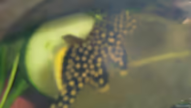Aquarien mit Baryancistrus xanthellus