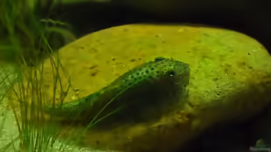 Aquarien mit Beaufortia kweichowensis