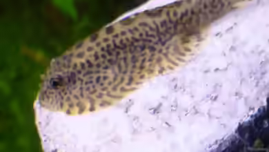 Aquarien mit Beaufortia kweichowensis