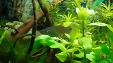 Aquarien mit Belonesox belizanus