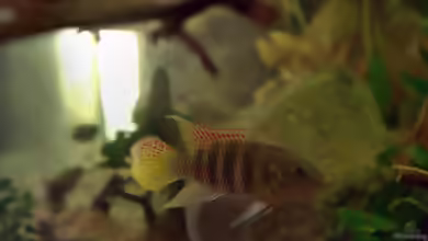 Aquarien mit Benitochromis batesii