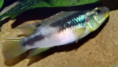 Aquarien mit Benitochromis finleyi