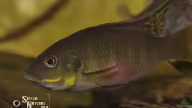 Aquarien mit Benitochromis nigrodorsalis