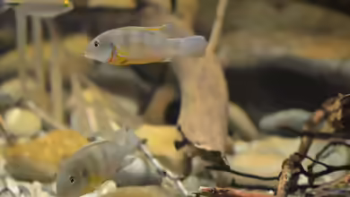 Aquarien mit Benitochromis ufermanni