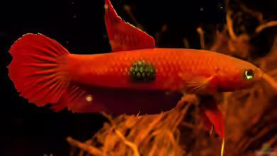 Aquarien mit Betta brownorum
