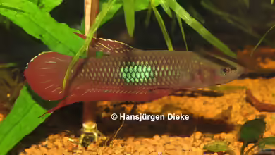 Aquarien mit Betta coccina