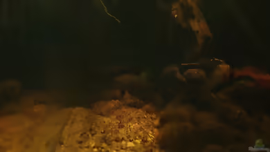 Aquarien mit Betta imbellis
