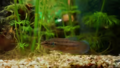 Aquarien mit Betta smaragdina