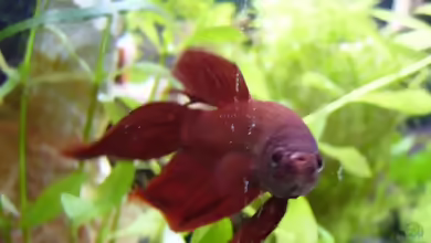 Aquarien mit Betta tussyae