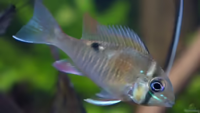 Aquarien mit Biotodoma cupido