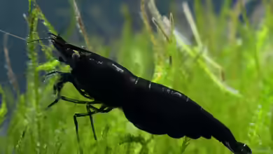 Aquarien mit Black Sakura Garnelen
