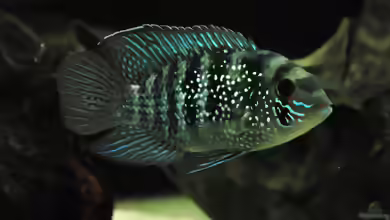 Aquarien mit Blaupunkt-Buntbarsch