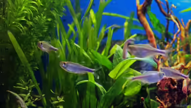 Aquarien mit Boehlkea fredcochui
