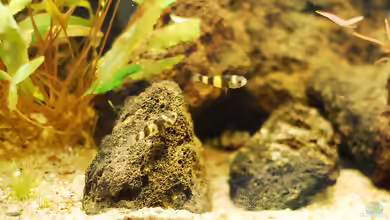 Aquarien mit Brachygobius xanthozonus