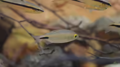 Aquarien mit Brycinus longipinnis