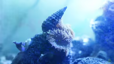 Aquarien mit Calcinus latens