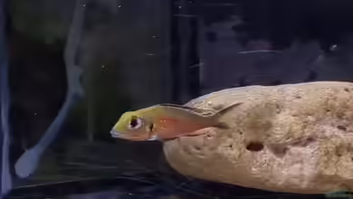 Aquarien mit Callochromis macrops