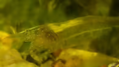 Aquarien mit Caridina cf. babaulti
