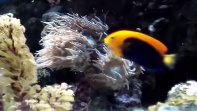 Aquarien mit Centropyge acanthops
