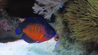 Aquarien mit Centropyge bispinosa