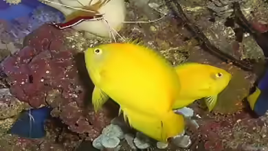 Aquarien mit Centropyge heraldi