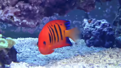 Aquarien mit Centropyge loriculus