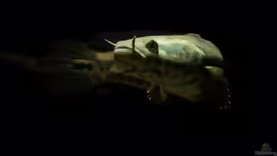 Aquarien mit Channa obscura