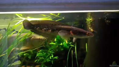 Aquarien mit Channa pseudomarulia