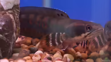 Aquarien mit Channa pulchra