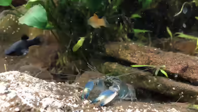 Aquarien mit Cherax-Arten