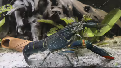 Aquarien mit Cherax quadricarinatus