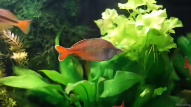 Aquarien mit Chilatherina bleheri