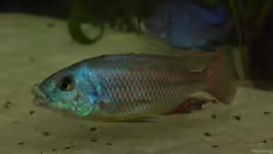 Aquarien mit Chilotilapia