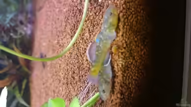 Aquarien mit Chlamydogobius eremius
