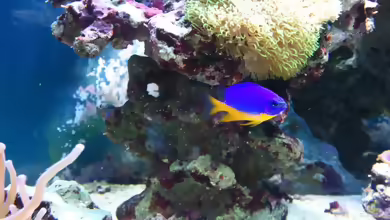 Aquarien mit Chrysiptera hemicyanea