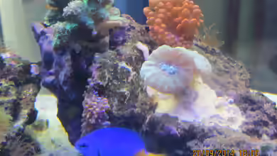 Aquarien mit Chrysiptera parasema